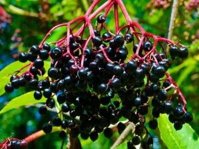 Бузина оригінал шокової заморозки на продажу