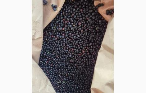 Продается замороженная бузина оптом