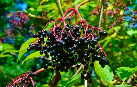 Купую свіжу та суху бузину