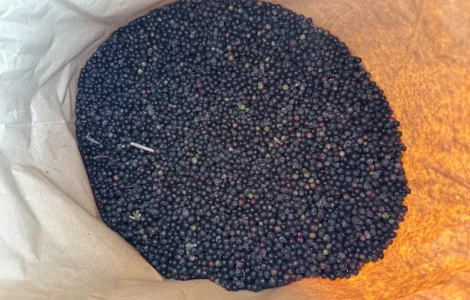 Пропонується заморожена бузина