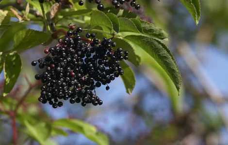 Купую суху бузину в будь-якому обсязі