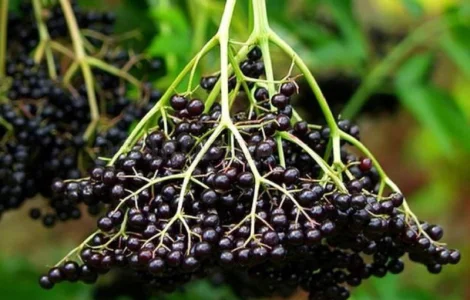 Купую бузину свіжу та заморожену оптом від 10 тонн