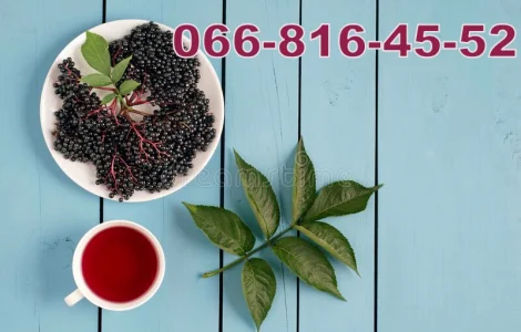 Завод переробник купує бузину в будь-якій кількості