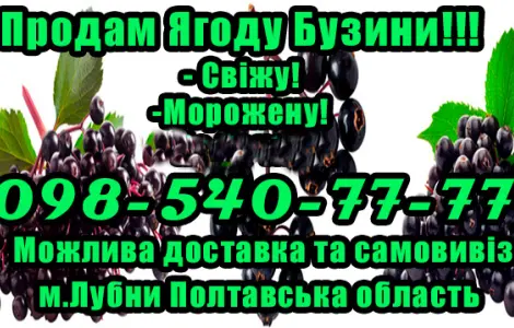 Продам бузину сезон 2025! Ціна договірна! Будь який обсяг