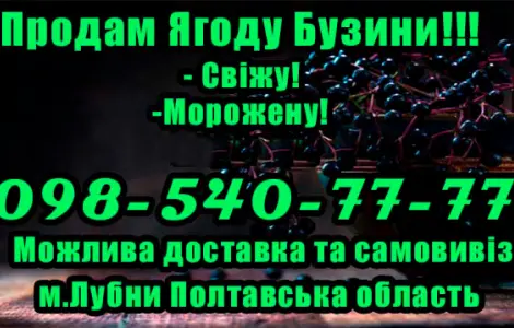 Продаю бузину мелким и крупным оптом