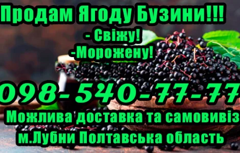 Продажа ягод бузины от предприятия