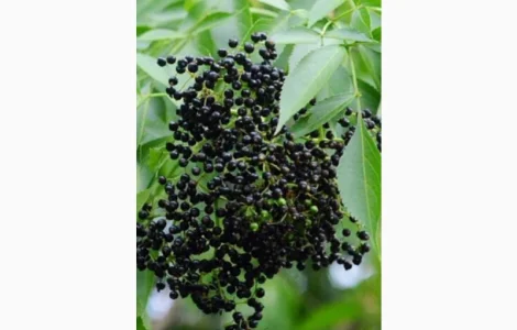 ХОРОША ЦІНА.Купимо суху ягоду бузини.Самовивіз по Україні