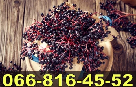 Закупівля бузини для переробки за високими цінами