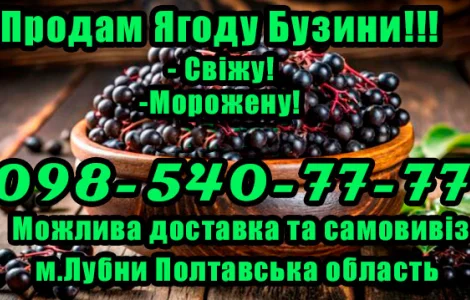 Продажа бузины оптом! Цена договорная!