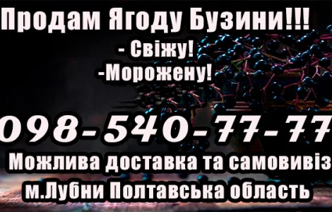 Продается ягода бузины оптом! Сезон 2025
