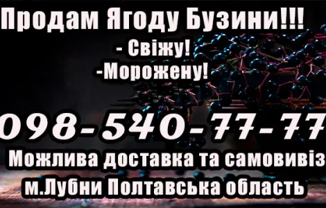 Продам Ягоду Бузини оптом!Сезон 2025