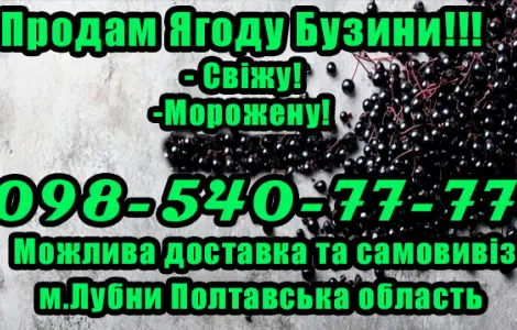 Реализуем оптом ягоду бузины