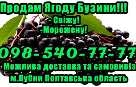 Продам ягоду бузины!Опт! Гибкий Расчет