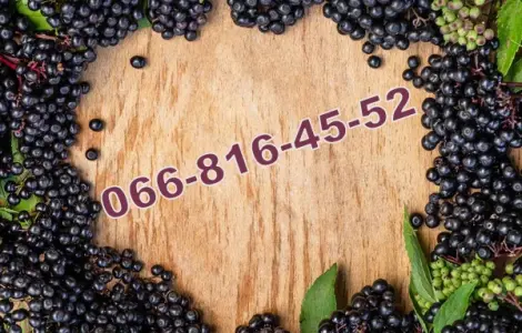 Заготівля Бузини 2025!найвищі ціни у сезоні!Купим будь який обсяг продукції