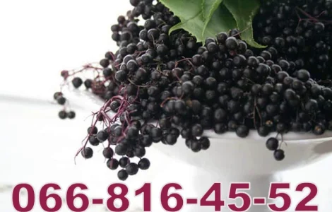 Закупаем бузину оптом (возможен самовывоз)