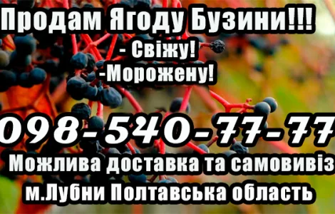 Продаж свіжої та замороженої ягоди бузини від підприємства