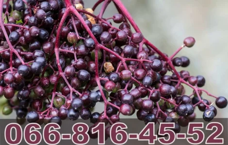 Компанія переробник "Лубни Торг" купує бузину! Найвищі ціни