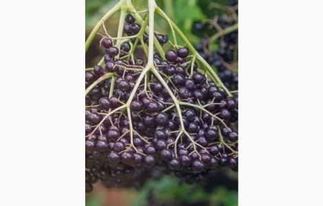 Купуємо ягоди Бузини від населення за вигідними цінами