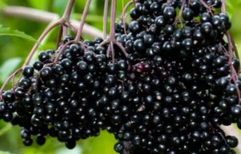 Куплю бузину для заморозки