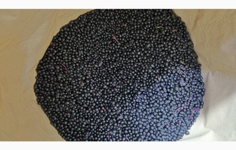 Пропонується заморожена бузина класу Б