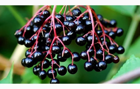 Купуємо бузину чорну