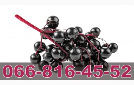Закупівля бузини оптом за високими цінами