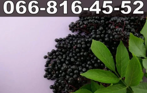 Підприємство закуповує бузину на постійній основі