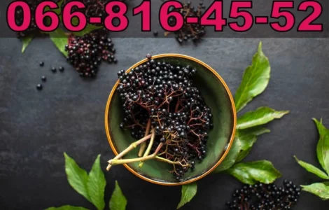 Закупаем бузину на ящик и бочку! Высокая оплата за продукцию