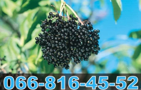 Постоянно покупаем бузину на бочку