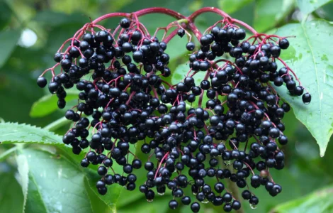 Продается свежая ягода бузины