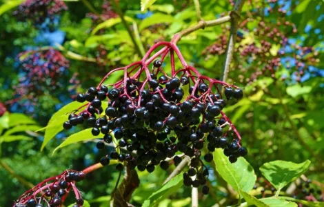 Закупаем сушеную бузину и другие ягоды