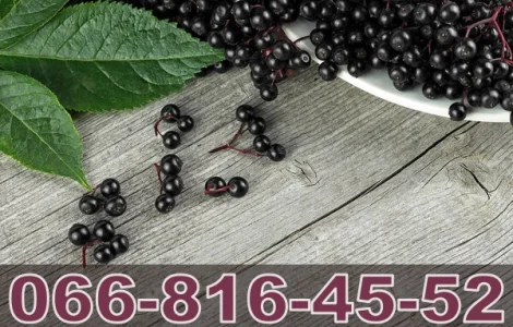 Завод з виробництва соків закуповує Бузину