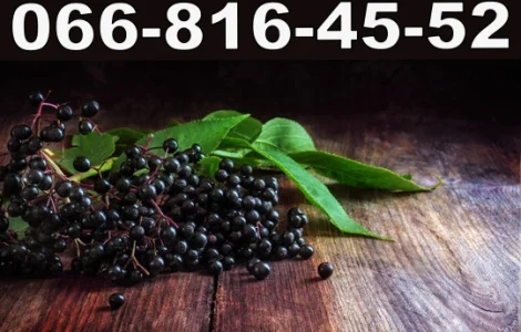 Закупівля свіжої бузини від населення та оптом