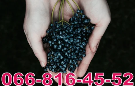 Закупаем бузину оптом и в розницу! Возможен самовывоз