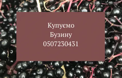На постійній основі купуємо ягоди бузини на гроні спілу