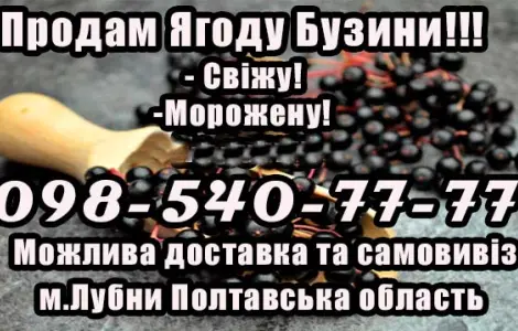 Реалізую ягоду бузини дрібним та великим оптом!Сезон 2025