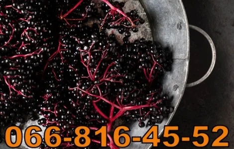 Купую бузину за високими цінами