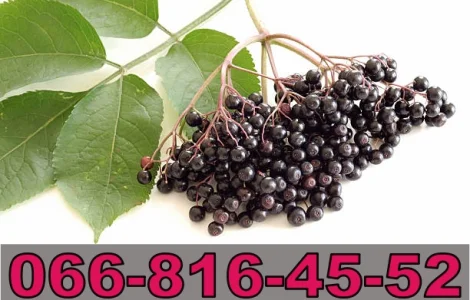 Закупаем бузину в неограниченных объемах! Высокие цены