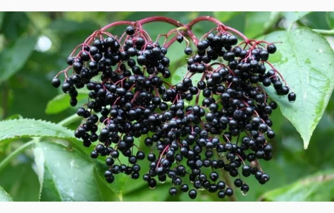 Закупаем бузину на заморозку