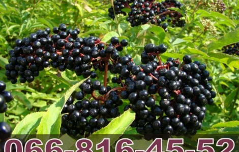 Закуповуємо на пряму від населення бузину!ДОРОГО