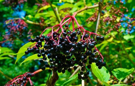 Закупаем бузину оптом