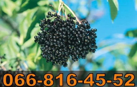 Куплю бузину от населения и заготовителей