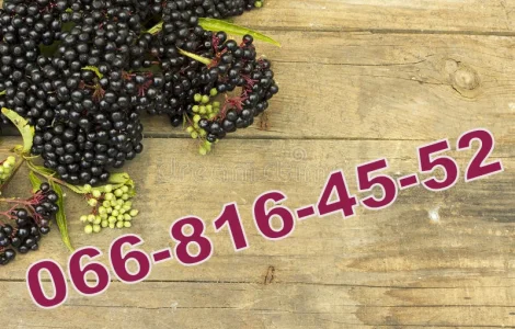 Завод купує бузину за високими цінами