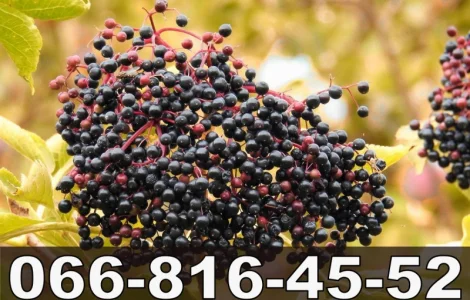 Закупка свежей ягоды бузины