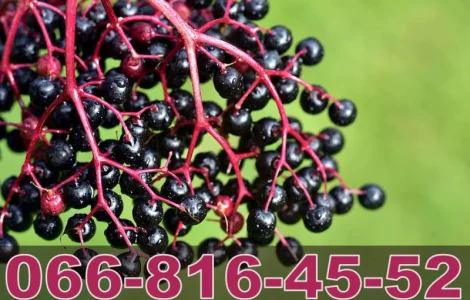 Купуємо бузину оптом у виробника "Лубни Торг"