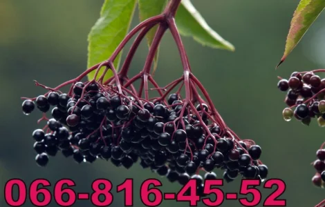 Закупаем бузину на заморозку