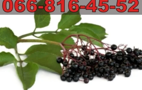 Покупаем бузину (в бочках и ящиках) по высоким ценам