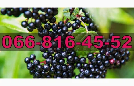 Закупаем бузину на ящик и бочку от населения и оптовиков