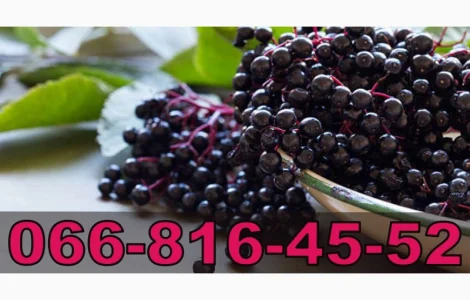 Закупка бузины в любом объеме! Высокая цена