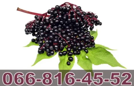 Завод закуповує оптом бузину для переробки та заморозки